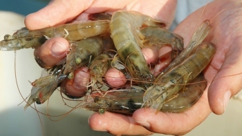 Tháng 1/2021, nhập khẩu thủy sản từ Ấn Độ tăng gần 108%