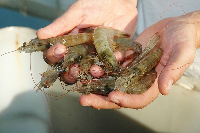 Tháng 1/2021, nhập khẩu thủy sản từ Ấn Độ tăng gần 108%