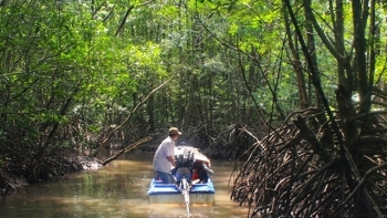 Cà Mau: Phấn đấu nâng độ che phủ của rừng và cây phân tán đến năm 2025 đạt 27%