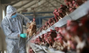 Hải Phòng: Kiểm soát phòng, chống bệnh cúm gia cầm và các chủng vi rút cúm gia cầm lây sang người