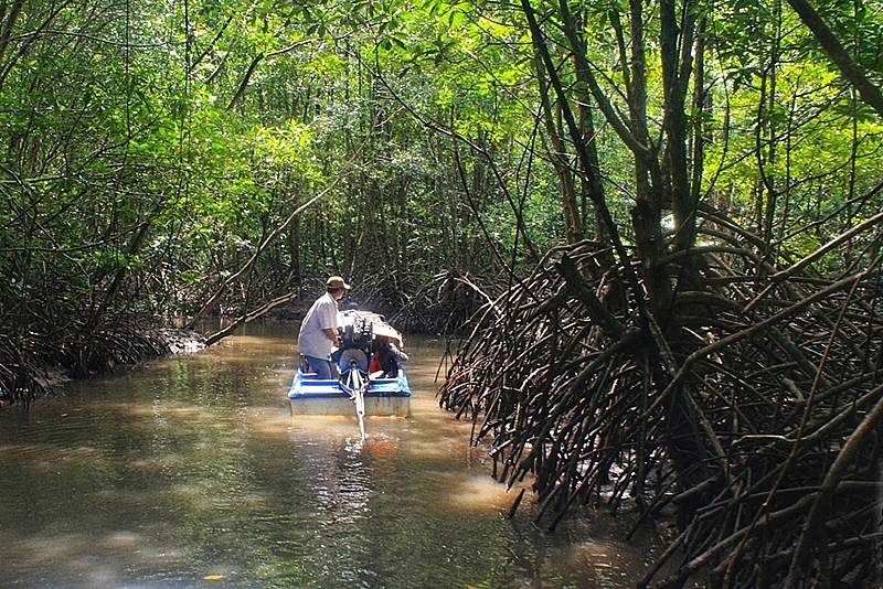 Cà Mau phấn đấu nâng độ che phủ của rừng và cây phân tán đến năm 2025 đạt 27%