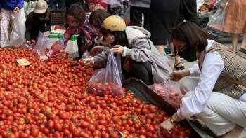 Hà Nội: Đẩy mạnh các hoạt động hỗ trợ tiêu thụ nông sản cho hai tỉnh Hải Dương, Quảng Ninh