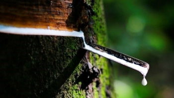 Giá cao su trên thị trường châu Á tiếp tục tăng