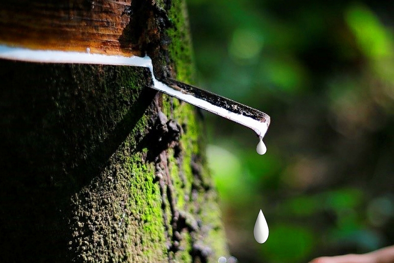 Giá cao su trên thi trường châu Á tiếp tục tăng