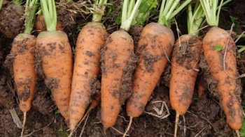 Bắc Ninh: Hỗ trợ tiêu thụ nông sản cho người dân Hải Dương