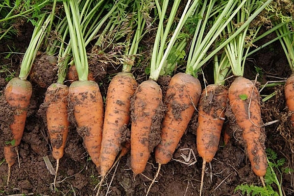 Bắc Ninh hỗ trợ tiêu thụ nông sản cho người dân Hải Dương