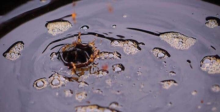 Nhờ mùi vị đặc biệt và quy trình chế biến an toàn, nước mắm Cát Hải, Hải Phòng được Guinness bình chọn là 1 trong 10 đặc sản gia vị của Việt Nam