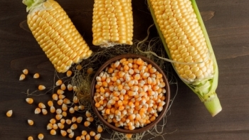 Năm 2020, nhập khẩu ngô đạt gần 2,4 tỷ USD