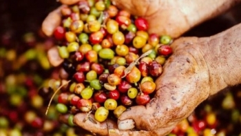 Giá cà phê hôm nay 27/2: Dứt chuỗi tăng