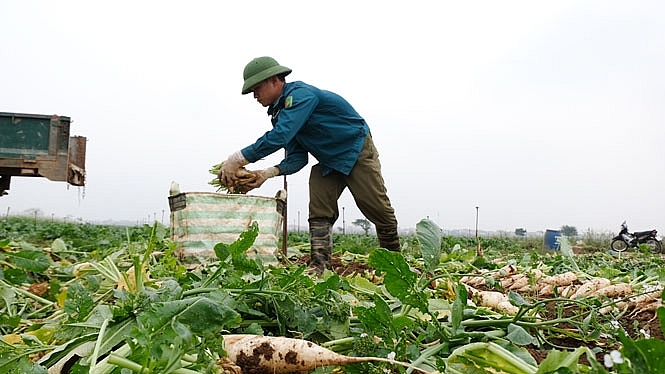 Hiện nay, nhiều nông sản của huyện Mê Linh đến kỳ thu hoạch như củ cải, cà chua... nhưng sức tiêu thụ chậm