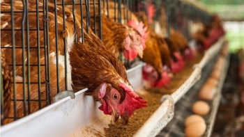 Tháng 1/2021, xuất khẩu thức ăn chăn nuôi đạt tăng 73,6%  so với cùng kỳ