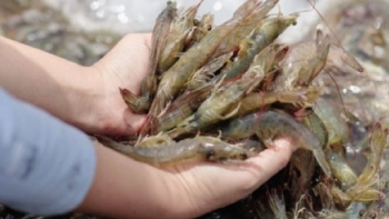 Xuất khẩu thủy sản hồi phục, tăng hơn 2% trong 2 tháng đầu năm