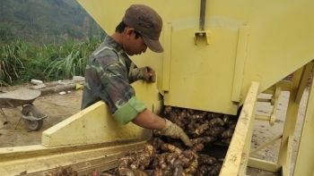 Bắc Kạn: Phát triển chuỗi giá trị cây trồng địa phương