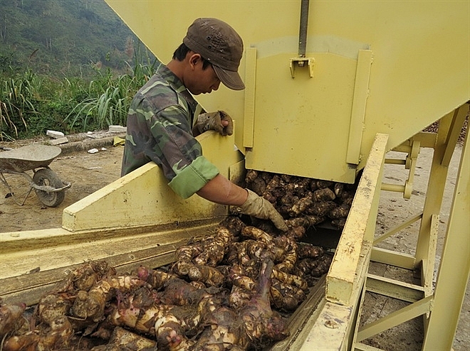 cây dong riềng được trồng lâu đời, là cây hàng hóa chiến lược trong phát triển kinh tế lâm nghiệp của tỉnh Bắc Kạn cây dong riềng được trồng lâu đời, là cây hàng hóa chiến lược trong phát triển kinh tế lâm nghiệp của tỉnh Bắc Kạn