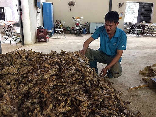 Gừng trở thành cây thế mạnh, cho thu nhập cao của người dân vùng cao Bắc Kạn Gừng trở thành cây thế mạnh, cho thu nhập cao của người dân vùng cao Bắc Kạn