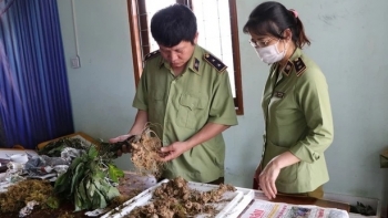 Bắt vụ vận chuyển các loại củ "đội lốt" Sâm Ngọc Linh Kon Tum
