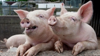 Giá thịt lợn hôm nay 3/3: Đồng loạt chững giá