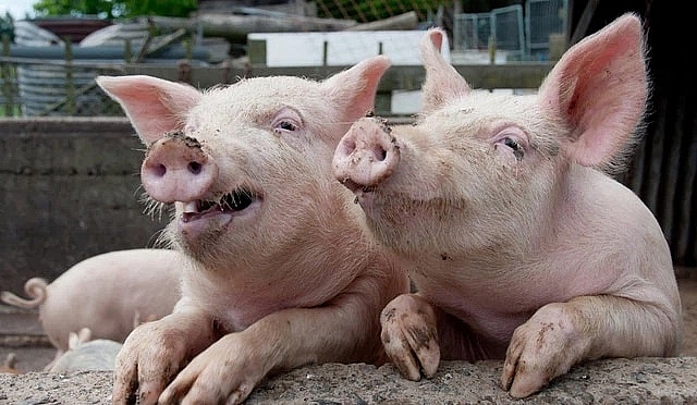 Giá thịt lợn hôm nay 3/3 đồng loạt chững giá