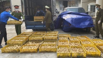 Lạng Sơn: Phát hiện, thu giữ và tiêu hủy hơn 20.000 con gia cầm giống