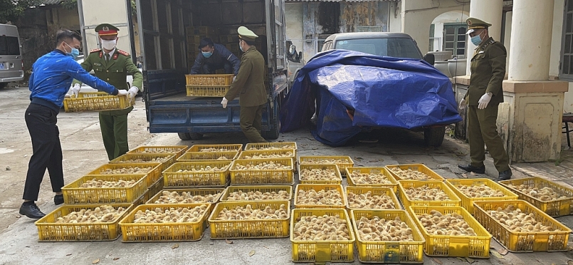 QLTT Lạng Sơn phát hiện hơn 20.000 con gia cầm giống tại điểm tập kết chuẩn bị đưa đi tiêu thụ