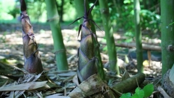 Yên Bái: Phát triển cây măng tre Bát Độ ở huyện Trấn Yên