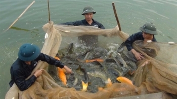 Hà Nội: Phấn đấu sản lượng thủy sản tăng 6,4% so với cùng kỳ