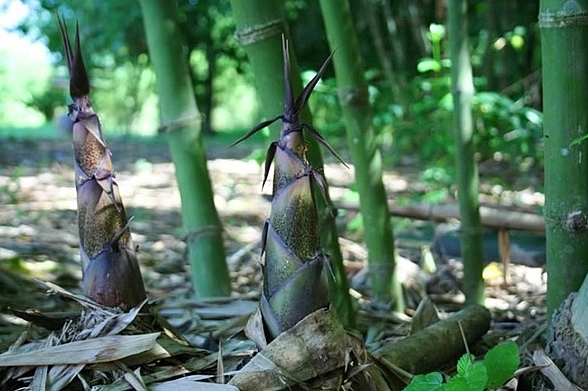 Năm 2021 huyện Trấn Yên phấn đấu trồng mới 125 ha tre măng Bát độ Năm 2021 huyện Trấn Yên phấn đấu trồng mới 125 ha tre măng Bát độ