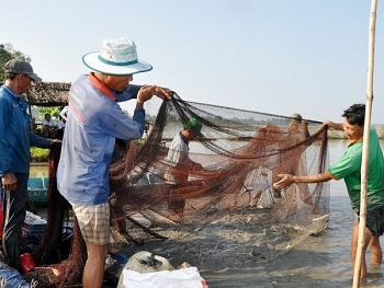 Hậu Giang: Mở rộng, phát triển mô hình nuôi cá ruộng