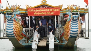 Thừa Thiên - Huế: Thả hơn 41.000 cá giống tái tạo nguồn lợi thủy sản trên sông Hương