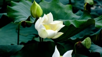 Thừa Thiên - Huế: Lên kế hoạch phát triển trồng Sen giai đoạn 2021-2025