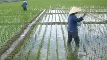 Bắc Ninh: Tập trung chăm sóc, bảo vệ các trà lúa Xuân