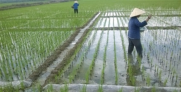 Bắc Ninh tập trung chăm sóc, bảo vệ các trà lúa Xuân Bắc Ninh tập trung chăm sóc, bảo vệ các trà lúa Xuân