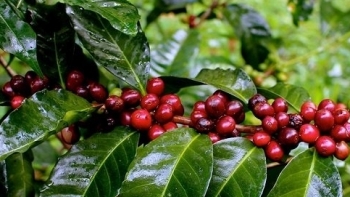 Giá cà phê hôm nay 8/3: Giữ ổn định