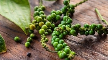 Giá hồ tiêu hôm nay 8/3: Trong nước tăng nhẹ