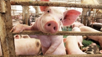 Giá thịt lợn hôm nay 8/3: Điều chỉnh trái chiều