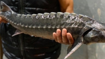 Tăng cường kiểm tra hoạt động nhập khẩu và kinh doanh cá tầm