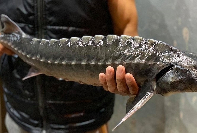 Ban chỉ đạo 389 quốc gia: Tăng cường kiểm tra hoạt động nhập khẩu và kinh doanh cá tầm Ban chỉ đạo 389 quốc gia: Tăng cường kiểm tra hoạt động nhập khẩu và kinh doanh cá tầm