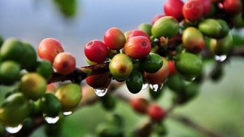Giá cà phê hôm nay 9/3: Giảm trung bình 300 đồng/kg
