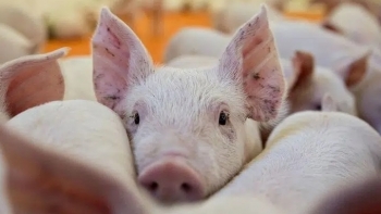 Giá thịt lợn hôm nay 9/3: Điều chỉnh rải rác trên toàn quốc