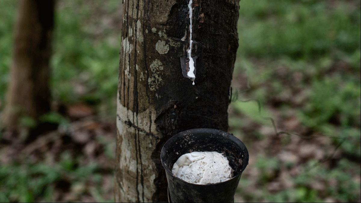 Xuất khẩu cao su tăng mạnh trong 2 tháng đầu năm