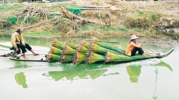 Kiên Giang: Bảo tồn, phát triển bền vững nghề đan cỏ bàng Phú Mỹ