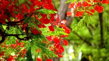 Hải Phòng: Dự kiến tổ chức Lễ hội Hoa Phượng Đỏ năm 2021 vào tháng 5