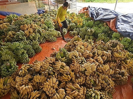 chuối tây trở thành cây trồng mang lại hiệu quả kinh tế ổn định cho nhiều nông hộ tại Bắc Kạn