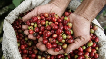 Giá cà phê hôm nay 10/3: Trong nước tăng mạnh