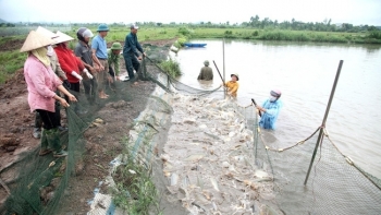 Ninh Bình: Sản lượng thủy sản trong tháng 2 đạt trên 9,7 nghìn tấn
