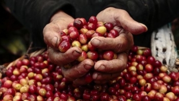 Giá cà phê hôm nay 11/3: Tiếp tục tăng mạnh
