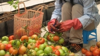 Hải Phòng: Đầu tư dự án tổ hợp sơ chế, chế biến, bảo quản nông sản hơn 400 tỷ đồng