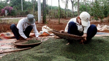 Giá hồ tiêu xuất khẩu tăng 26% so với cùng kỳ năm 2020