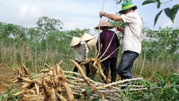 2 tháng đầu năm, xuất khẩu sắn và các sản phẩm từ sắn tăng 77,9%