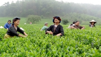 2 tháng đầu năm, xuất khẩu chè của Việt Nam ước đạt 17 nghìn tấn